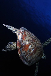 Green Turtle (Saipan Grotto)...17mm Tokina Fisheye by Martin Dalsaso 